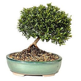Bonsai kk japon aac i mekan ss bitkisi Ankara Sincan ieki firma rnmz