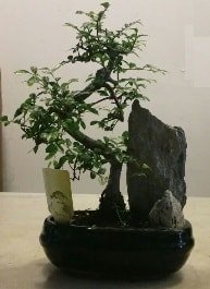 GEREK ZELLKL Bonsai Bitkisi thal stoklar ile snrl son rnler
