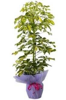Schefflera Tekli  mnekan saks iei Ankara ieki maazas