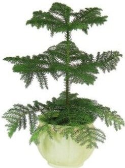 Araucaria Heterophylla i mekan saks Ankara iek maazas , ieki adresleri