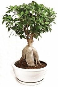 Japon aac Bonsai gerek Aa Dklmeyen tr Ankara iekileri
