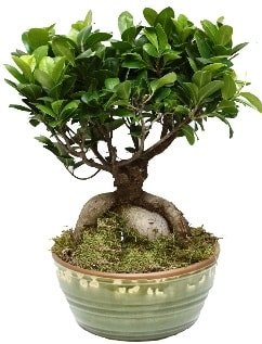 Japon ağacı bonsai saksı bitkisi Ankara hediye çiçek yolla