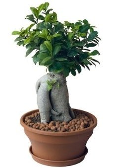 Japon ağacı bonsai saksı bitkisi Ankara çiçek gönderme