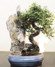 Japon ağacı bonsai saksı bitkisi satışı Ankara internetten çiçek satışı