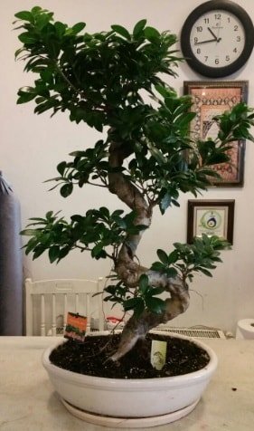 İthal görsel 80 cm özel saksıda bonsai bitkisi Japon ağacı satışı Ankara çiçek gönderme