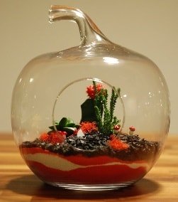 Elma Terrarium 3 kakts orta boy Ankara 14 ubat sevgililer gn iek