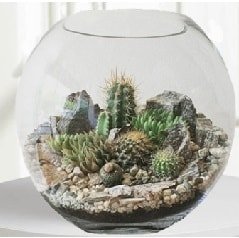 Cam fanus Terrarium 5 kakts Ankara iek maazas , ieki adresleri
