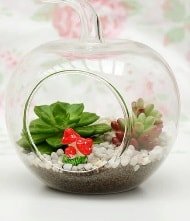 Kk elma terrarium 3 kakts Ankara online iek gnderme sipari