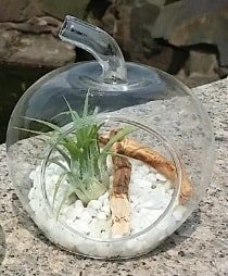 Elma kk boy terrarium 1 kakts Ankara ieki maazas