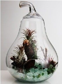 Orta boy Armut 6 adet kakts terrarium Ankara ieki maazas