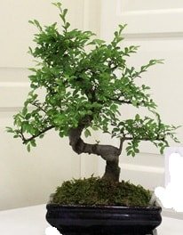 Minyatr Bonsai japon aac saks bitkisi Ankara iek sat