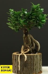 Ktk ierisinde Bonsai japon aac Ankara internetten iek siparii