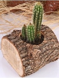 Ktk ierisinde 3 kakts terrarium Ankara ieki maazas