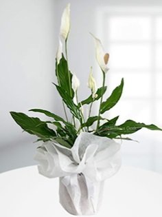 Spatfilyum barış çiçeği  saksı bitkisi çiçeği Ankara çiçek servisi , çiçekçi adresleri
