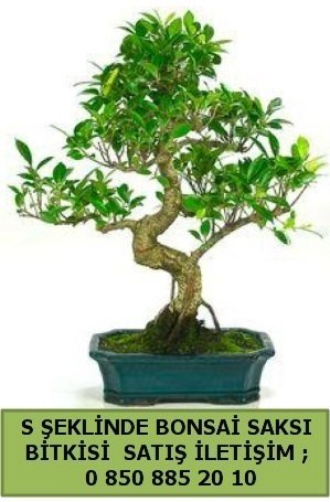 thal S eklinde dal erilii bonsai sat Ankara iek gnderme