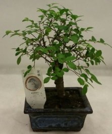 Minyatür ithal japon ağacı bonsai bitkisi Ankara çiçek satışı