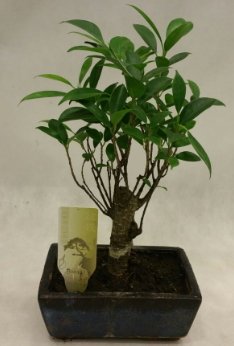 Japon ağacı bonsai bitkisi satışı Ankara çiçekçi telefonları