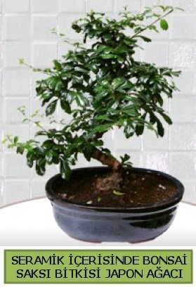 Seramik vazoda bonsai japon ağacı bitkisi Ankara Kızılay çiçek siparişi sitesi 