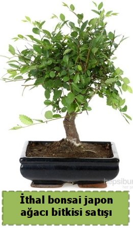 İthal bonsai saksı çiçeği Japon ağacı satışı Ankara çiçek gönderme