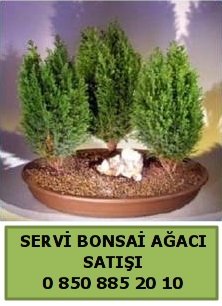 İthal Selvi bonsai saksı çiçeği Japon ağacı satışı Ankara çiçek gönderme
